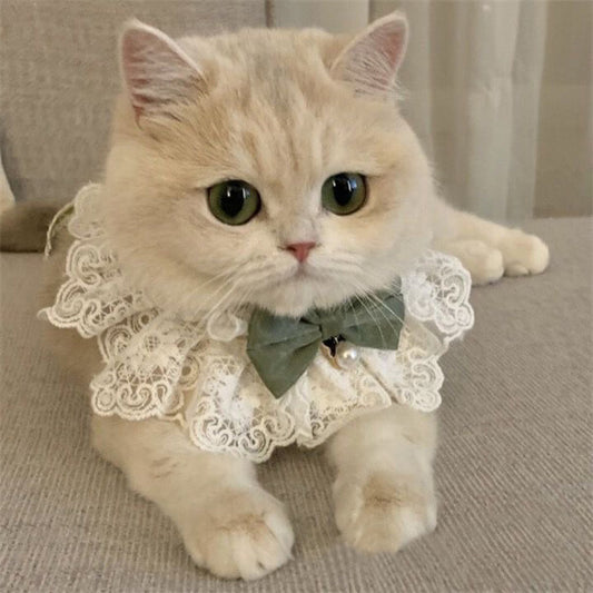 Seasonal Cat Wardrobe